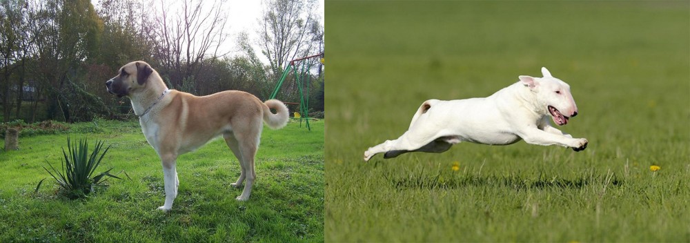 Bull Terrier vs Anatolian Shepherd - Breed Comparison