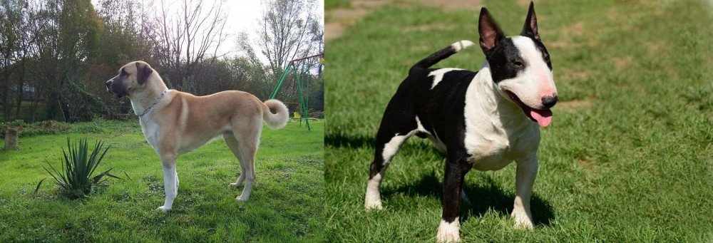 Bull Terrier Miniature vs Anatolian Shepherd - Breed Comparison