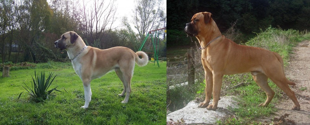 Bullmastiff vs Anatolian Shepherd - Breed Comparison