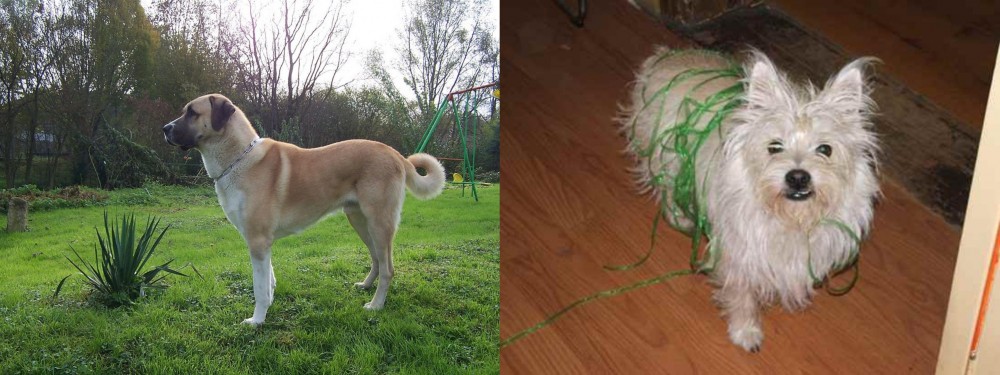 Cairland Terrier vs Anatolian Shepherd - Breed Comparison