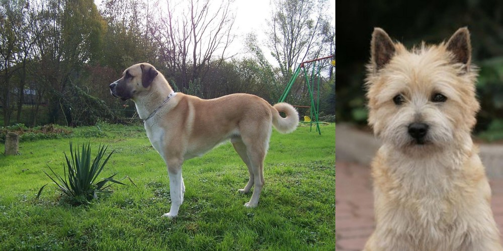 Cairn Terrier vs Anatolian Shepherd - Breed Comparison