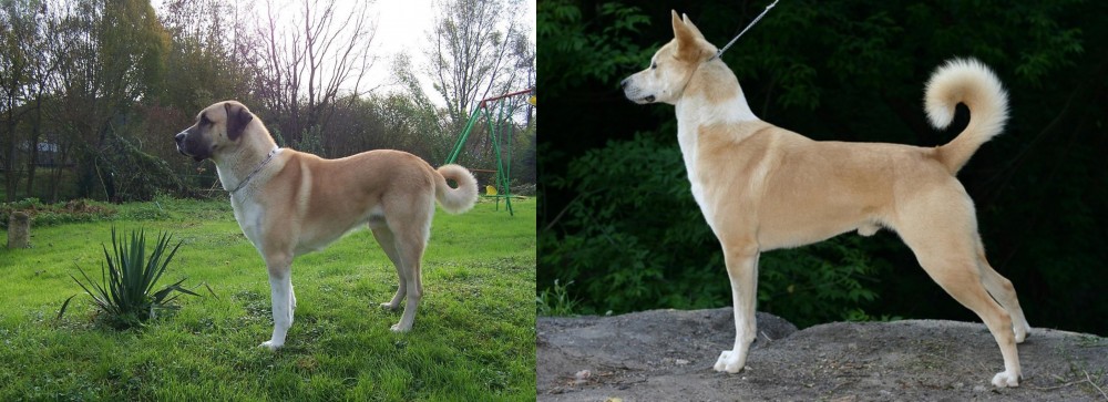 Canaan Dog vs Anatolian Shepherd - Breed Comparison