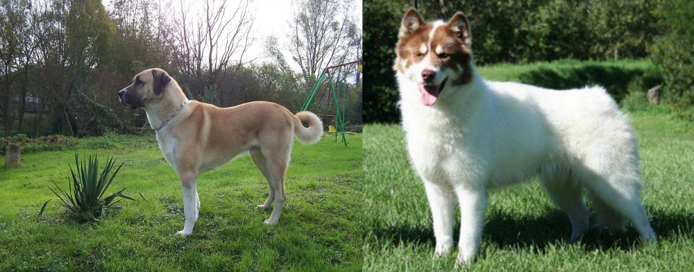 Canadian Eskimo Dog vs Anatolian Shepherd - Breed Comparison