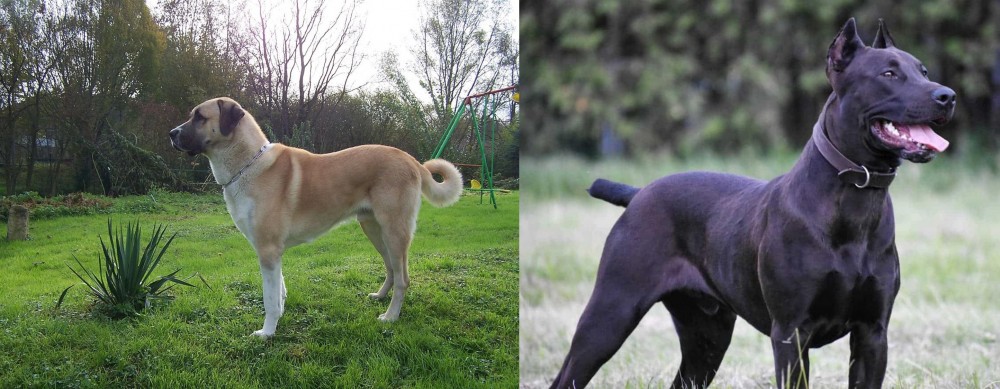 Canis Panther vs Anatolian Shepherd - Breed Comparison