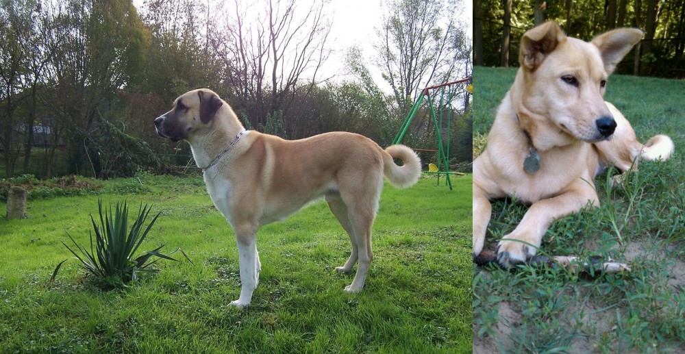 Carolina Dog vs Anatolian Shepherd - Breed Comparison