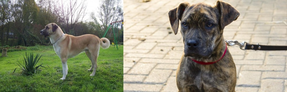 Catahoula Bulldog vs Anatolian Shepherd - Breed Comparison