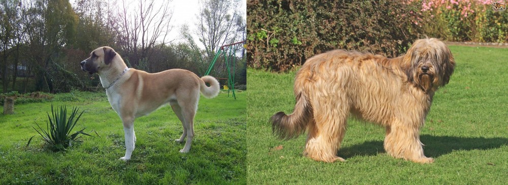 Catalan Sheepdog vs Anatolian Shepherd - Breed Comparison