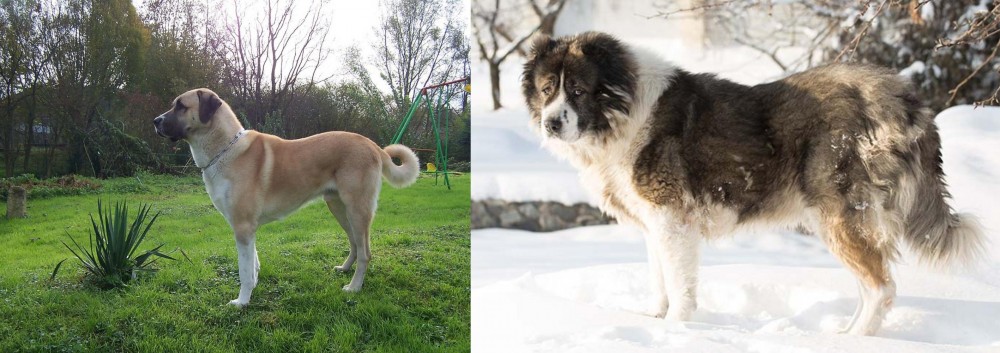 Caucasian Shepherd vs Anatolian Shepherd - Breed Comparison