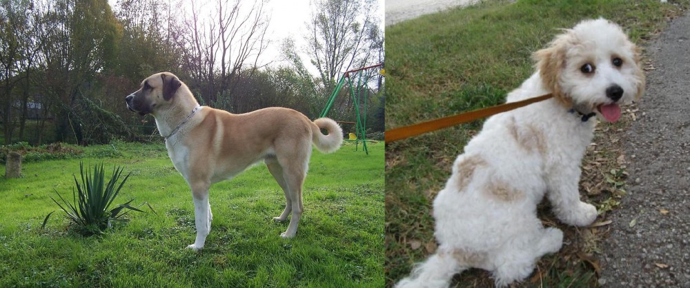 Cavachon vs Anatolian Shepherd - Breed Comparison