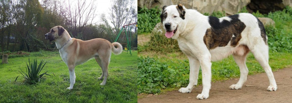 Central Asian Shepherd vs Anatolian Shepherd - Breed Comparison