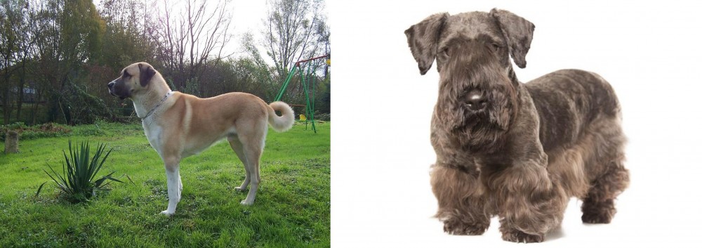 Cesky Terrier vs Anatolian Shepherd - Breed Comparison