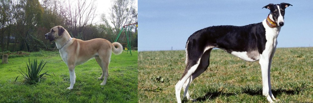 Chart Polski vs Anatolian Shepherd - Breed Comparison