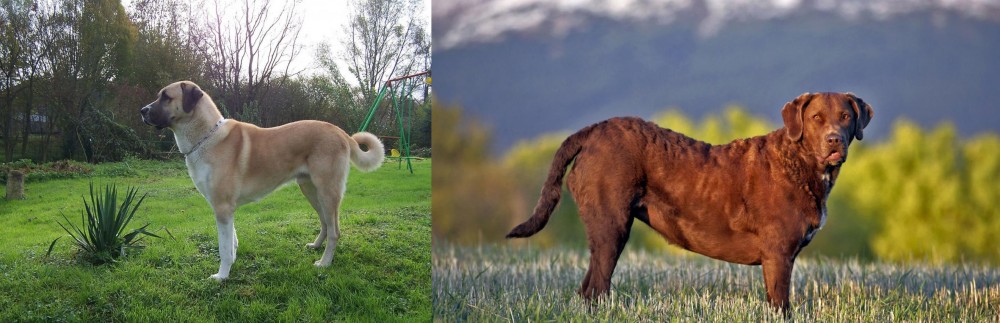 Chesapeake Bay Retriever vs Anatolian Shepherd - Breed Comparison