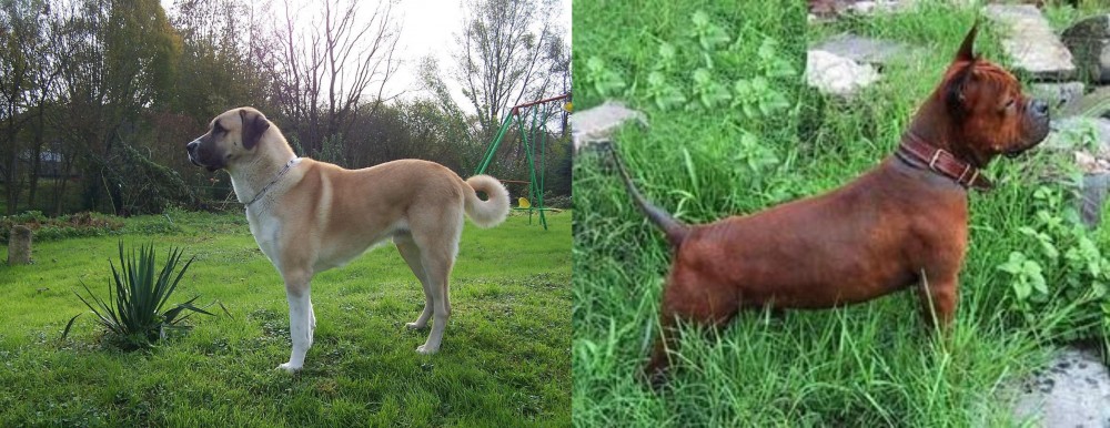 Chinese Chongqing Dog vs Anatolian Shepherd - Breed Comparison