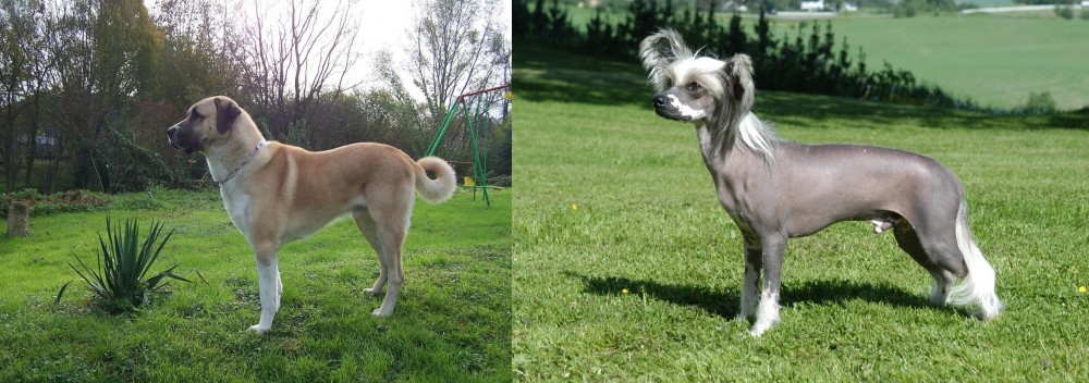 Chinese Crested Dog vs Anatolian Shepherd - Breed Comparison