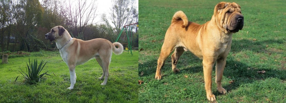 Chinese Shar Pei vs Anatolian Shepherd - Breed Comparison