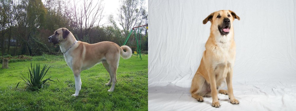Chinook vs Anatolian Shepherd - Breed Comparison