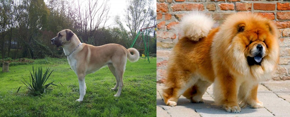 Chow Chow vs Anatolian Shepherd - Breed Comparison