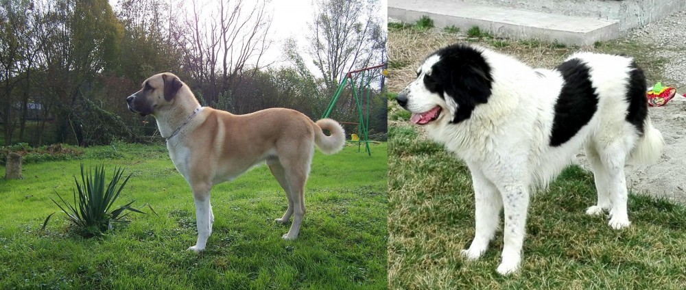 Ciobanesc de Bucovina vs Anatolian Shepherd - Breed Comparison