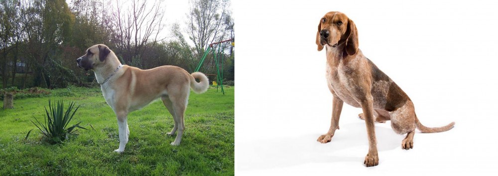 Coonhound vs Anatolian Shepherd - Breed Comparison