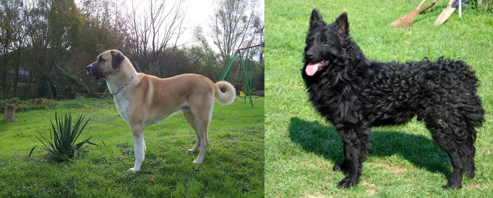 Croatian Sheepdog vs Anatolian Shepherd - Breed Comparison
