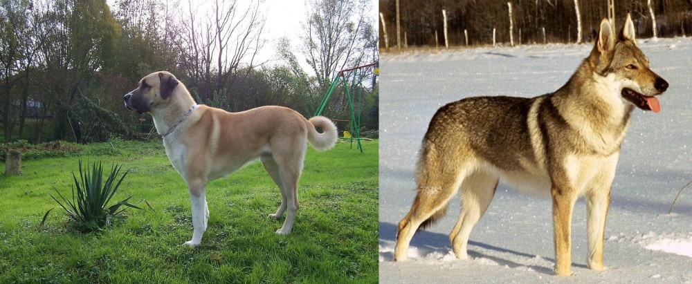 Czechoslovakian Wolfdog vs Anatolian Shepherd - Breed Comparison