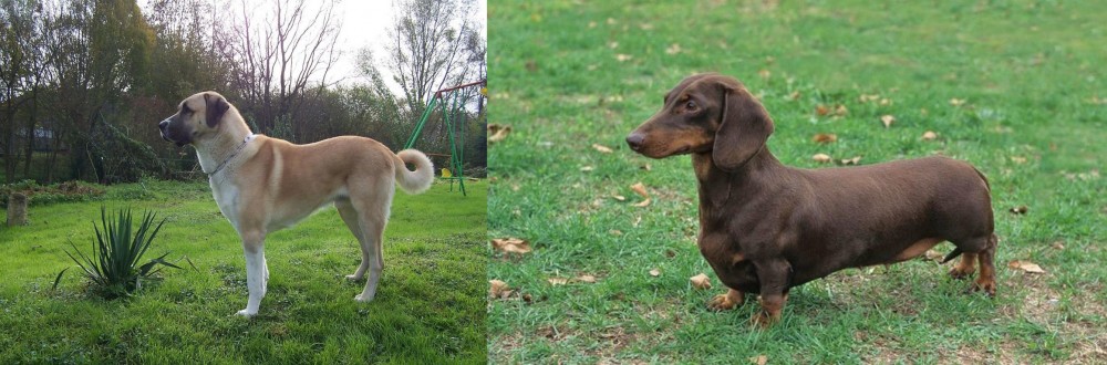 Dachshund vs Anatolian Shepherd - Breed Comparison