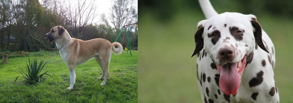 Dalmatian vs Anatolian Shepherd - Breed Comparison