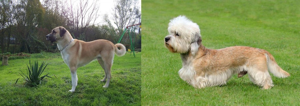 Dandie Dinmont Terrier vs Anatolian Shepherd - Breed Comparison