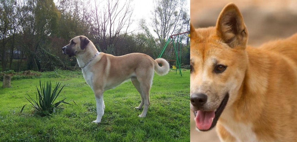 Dingo vs Anatolian Shepherd - Breed Comparison
