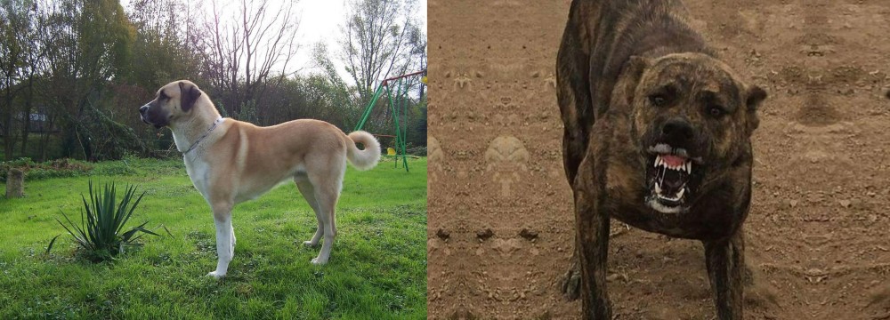 Dogo Sardesco vs Anatolian Shepherd - Breed Comparison