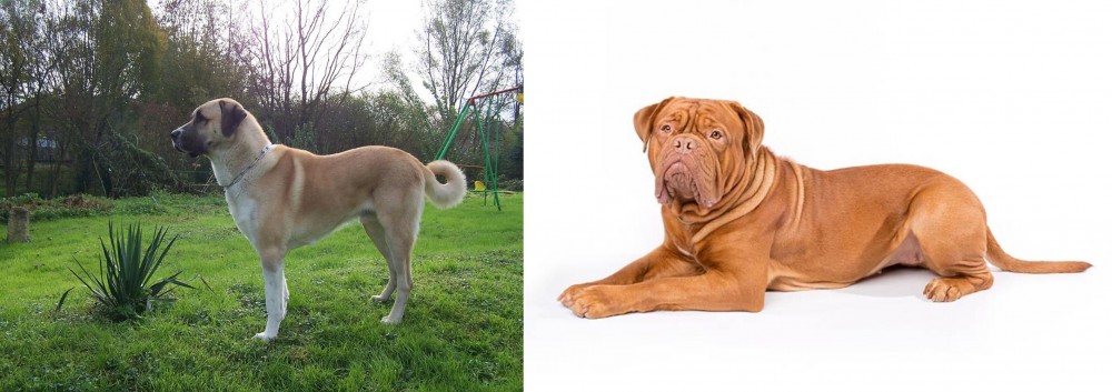 Dogue De Bordeaux vs Anatolian Shepherd - Breed Comparison