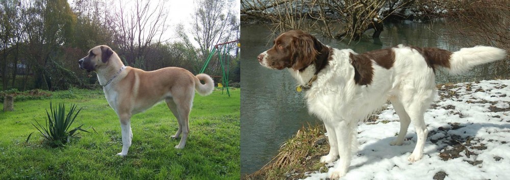 Drentse Patrijshond vs Anatolian Shepherd - Breed Comparison