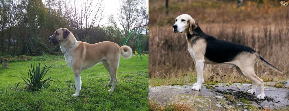 Dunker vs Anatolian Shepherd - Breed Comparison
