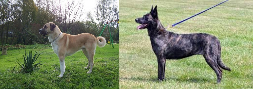 Dutch Shepherd vs Anatolian Shepherd - Breed Comparison