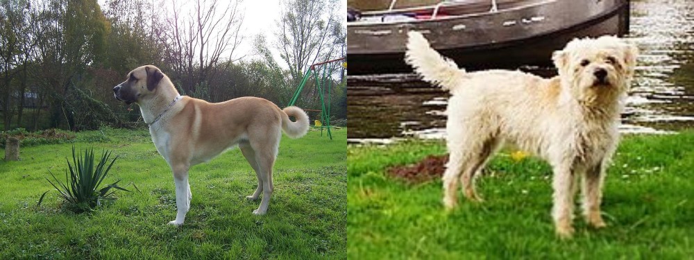 Dutch Smoushond vs Anatolian Shepherd - Breed Comparison