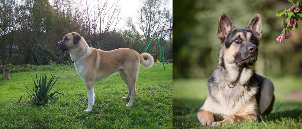 East European Shepherd vs Anatolian Shepherd - Breed Comparison