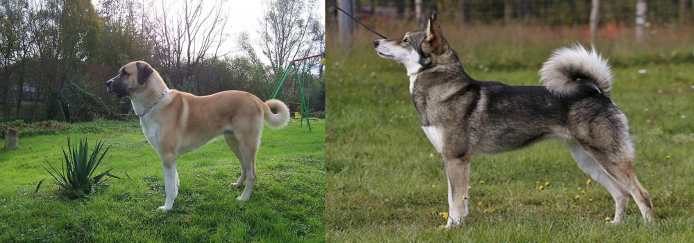East Siberian Laika vs Anatolian Shepherd - Breed Comparison