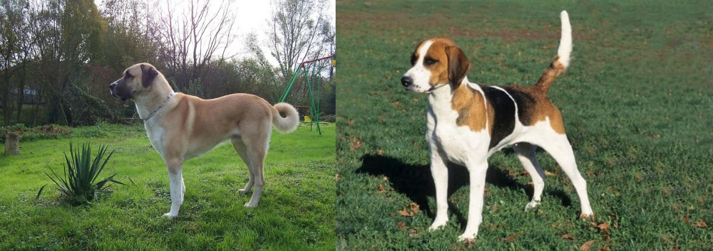 English Foxhound vs Anatolian Shepherd - Breed Comparison
