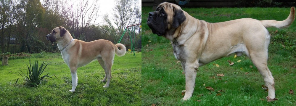 English Mastiff vs Anatolian Shepherd - Breed Comparison