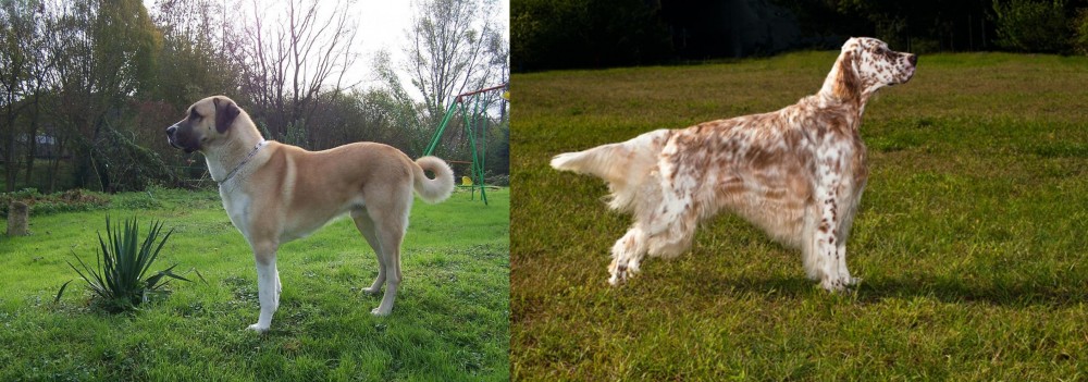 English Setter vs Anatolian Shepherd - Breed Comparison