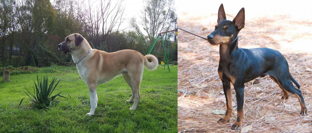 English Toy Terrier (Black & Tan) vs Anatolian Shepherd - Breed Comparison