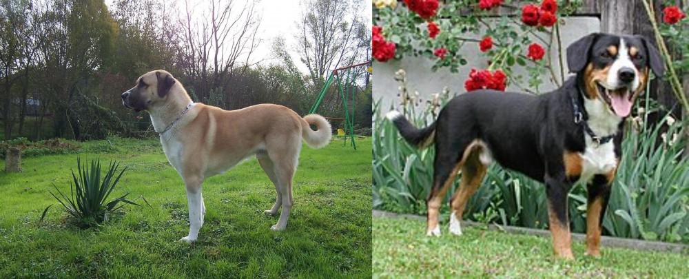Entlebucher Mountain Dog vs Anatolian Shepherd - Breed Comparison