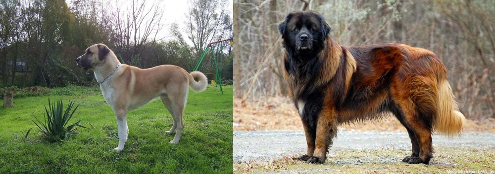 Estrela Mountain Dog vs Anatolian Shepherd - Breed Comparison