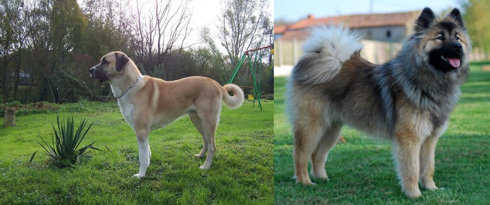 Eurasier vs Anatolian Shepherd - Breed Comparison