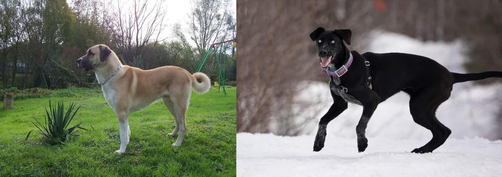 Eurohound vs Anatolian Shepherd - Breed Comparison