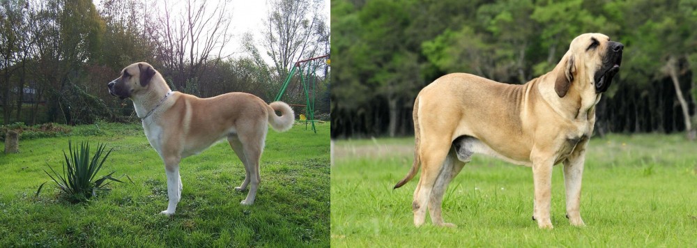 Fila Brasileiro vs Anatolian Shepherd - Breed Comparison