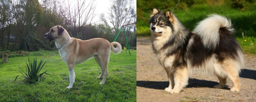Finnish Lapphund vs Anatolian Shepherd - Breed Comparison
