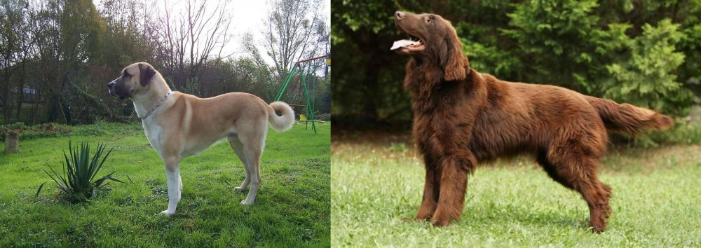 Flat-Coated Retriever vs Anatolian Shepherd - Breed Comparison