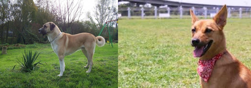 Formosan Mountain Dog vs Anatolian Shepherd - Breed Comparison